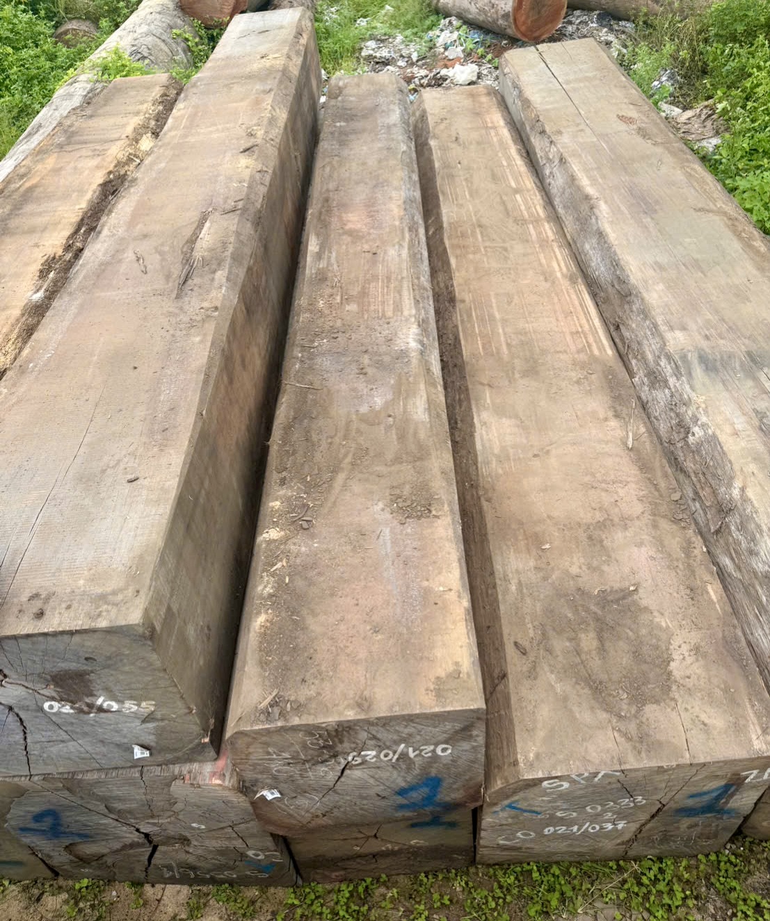 Vân gỗ Sến - Sengang