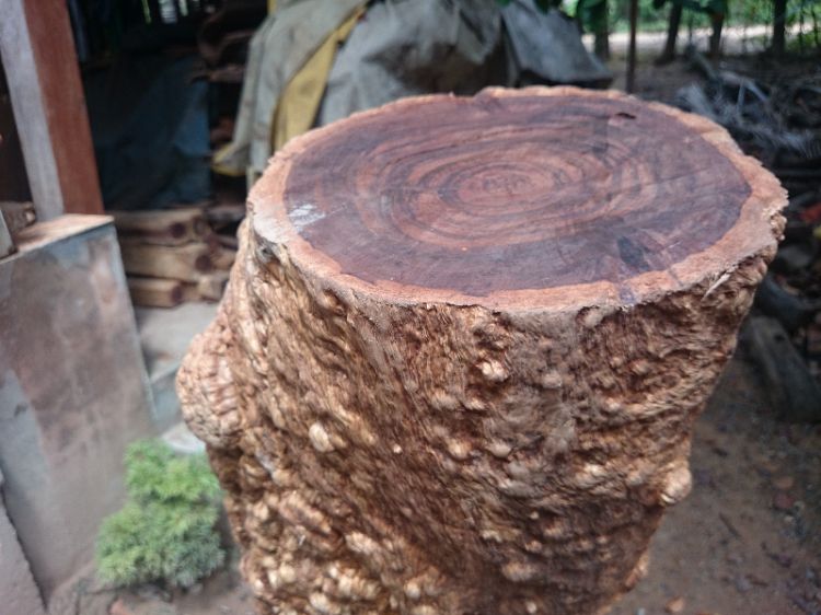 Vân gỗ Chiu Liu - Black Cabbagewood