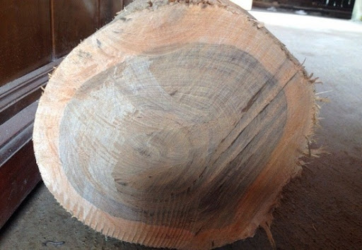 Vân gỗ Bách Xanh - Vietnamese Cypress