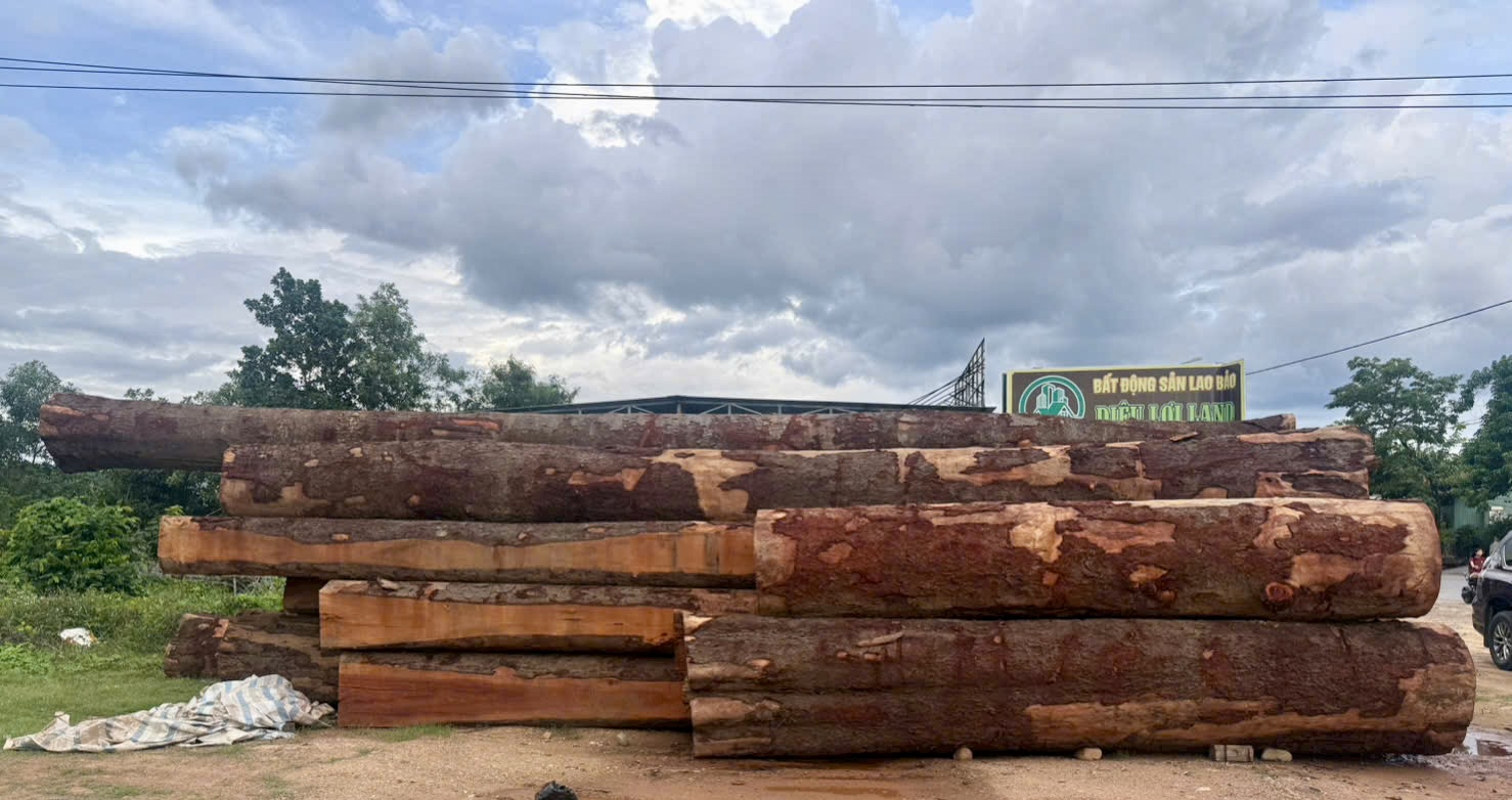 Vân gỗ Lim Lào - Lao Ironwood