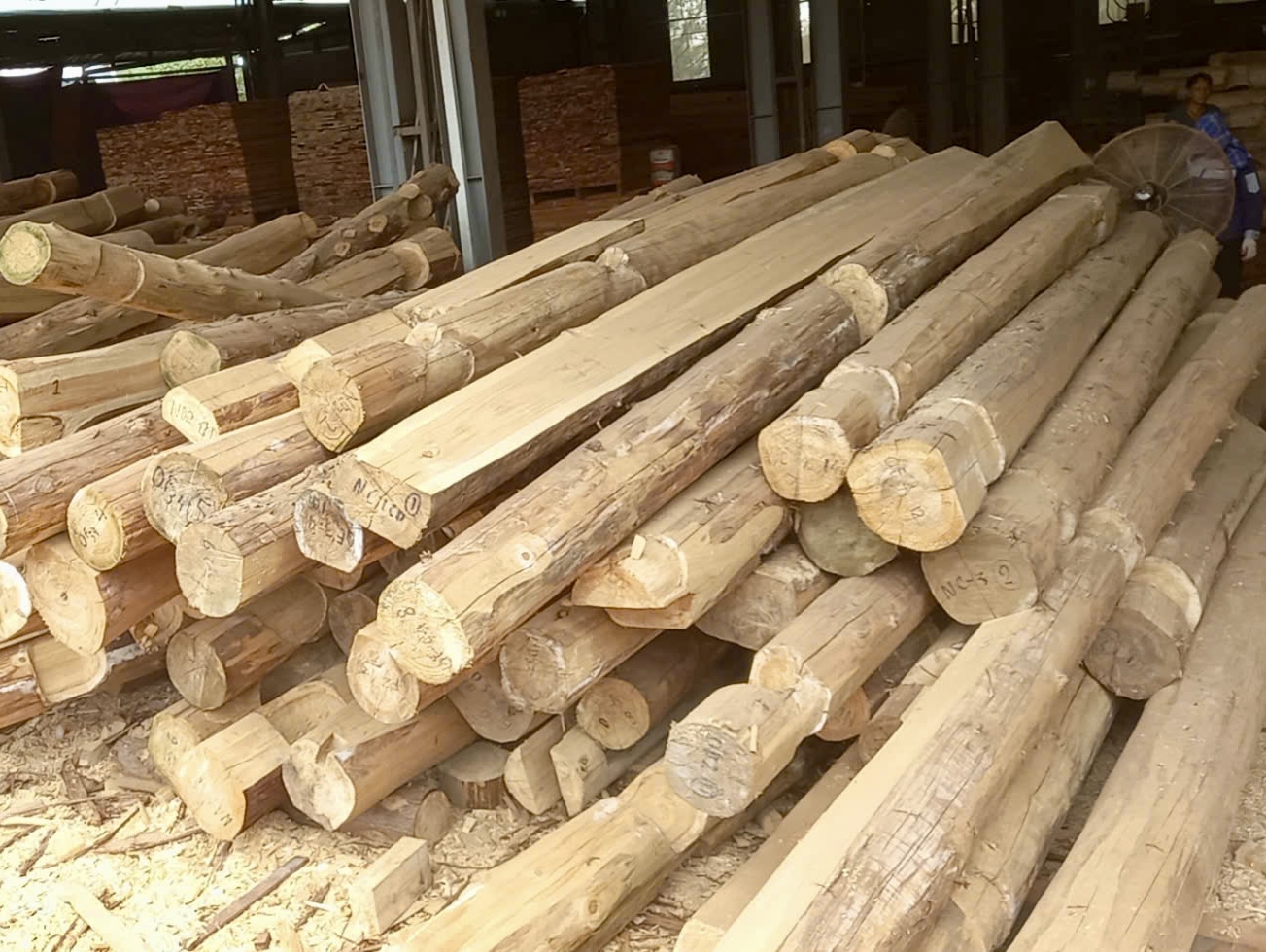 Vân gỗ Sa Mộc - Chinese Fir