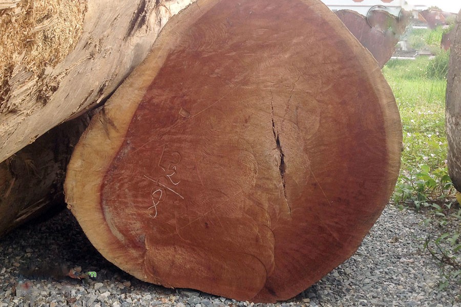 Vân gỗ Xá Xị - Camphorwood